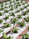 green-lettuce-growing-on-hydroponic-2021-09-02-01-35-29-utc