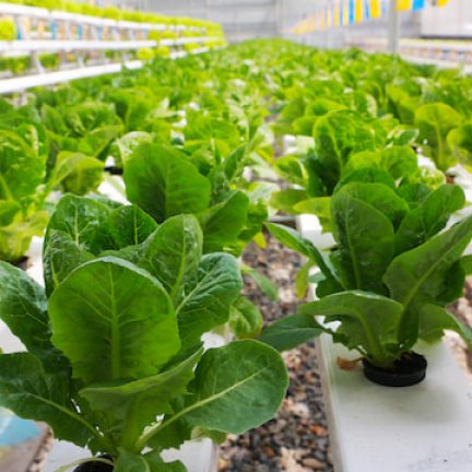 hydroponic-farming-system-vegetable-2022-02-19-19-53-30-utc