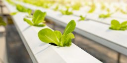 salad-vegetable-in-the-hydroponic-garden-farm-hea-2022-04-19-00-36-53-utc