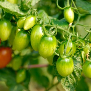 tomato-2022-09-15-22-57-28-utc
